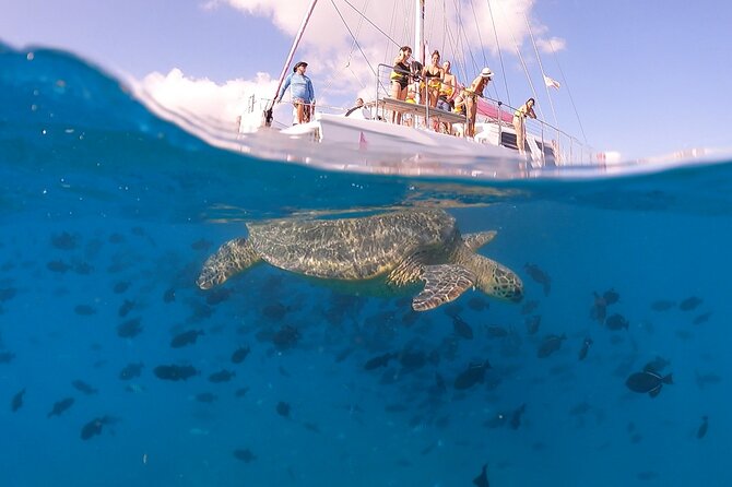 Waikiki: Turtle Canyon Snorkel - Sea Turtles, Fish, and the Reality of Crowds