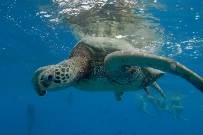 Waikiki: Turtle Canyon Snorkel - What to Bring (and What Helps Once You’re in the Water)