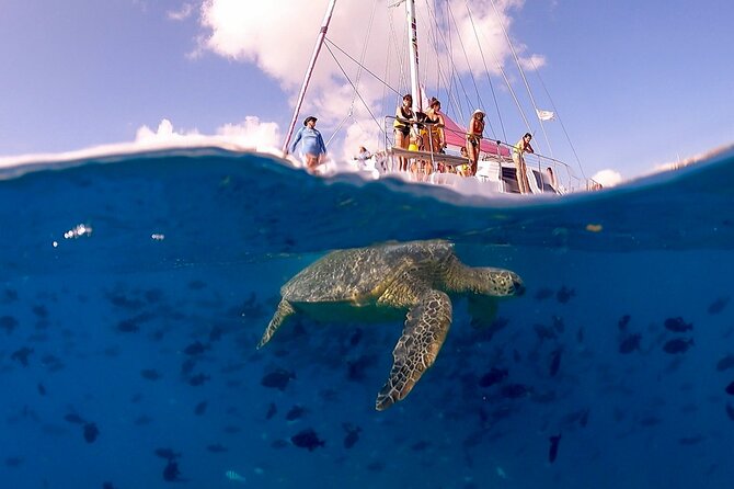 Waikiki: Turtle Canyon Snorkel - The Catamaran Cruise: Captain Facts, Snacks, and a Calm Start