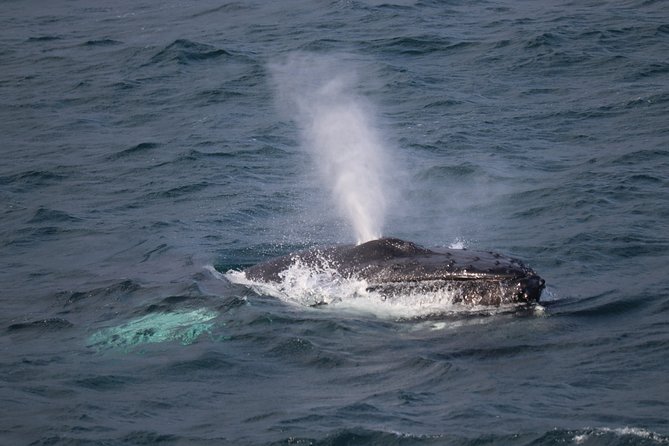 Whale-Watching Boat Tour with Expert Guide from Reykjavik - Key things I’d aim for on this tour