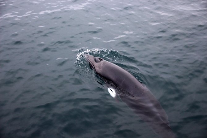 Whale-Watching Boat Tour with Expert Guide from Reykjavik - Reykjavik to Faxaflói Bay: how the 3-hour rhythm really feels