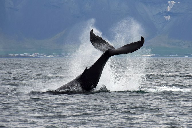 Whale-Watching Boat Tour with Expert Guide from Reykjavik - Finding a good view when the boat keeps repositioning