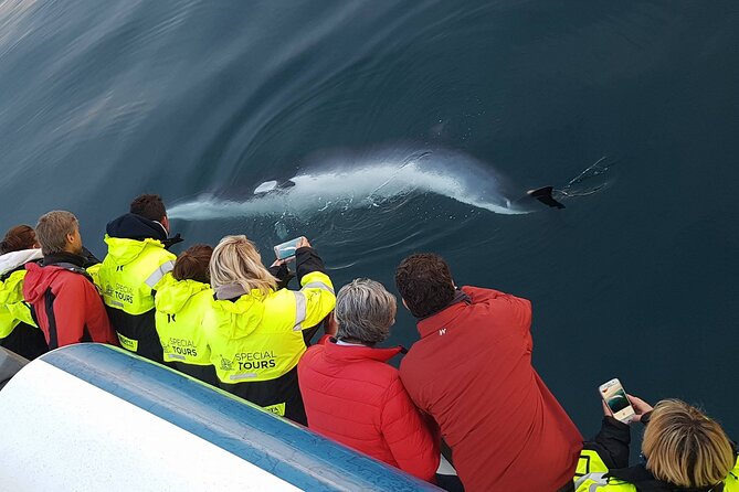 Whale-Watching Boat Tour with Expert Guide from Reykjavik - The guide experience: factual spotting tips with real enthusiasm