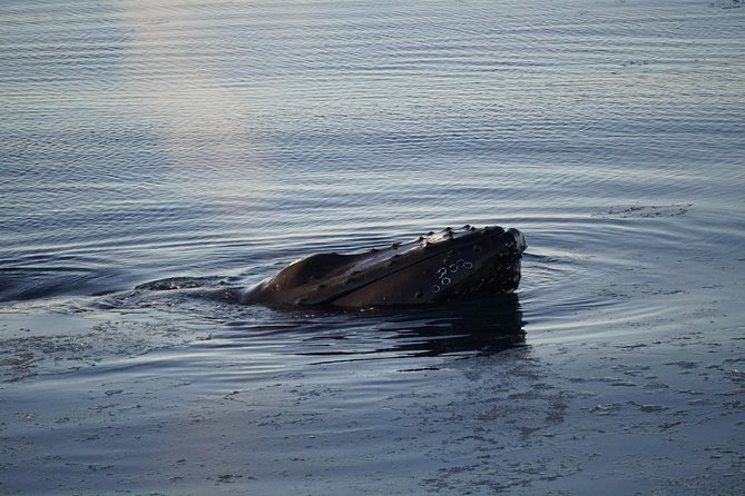 Whale-Watching Boat Tour with Expert Guide from Reykjavik - Onboard Wi‑Fi and photo sharing you can actually use