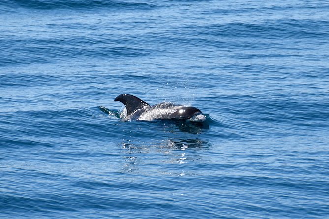 Whale-Watching Boat Tour with Expert Guide from Reykjavik - Price and value: why $86.51 can make sense here