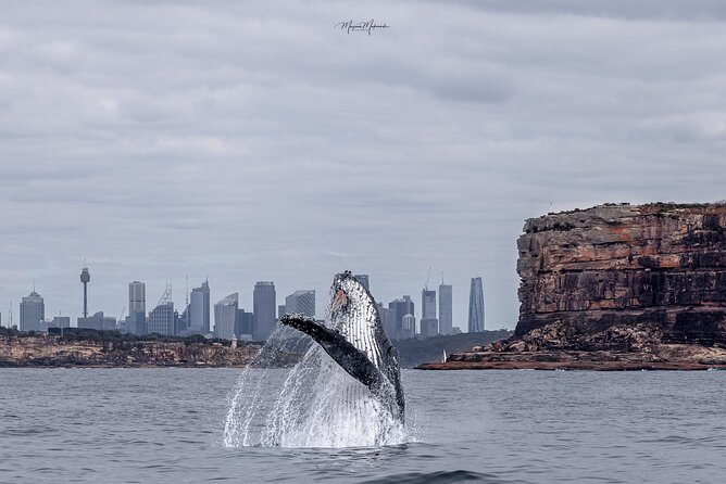 Whale Watching Boat Trip in Sydney - Key things to know before you go