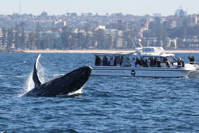Whale Watching Boat Trip in Sydney - Getting There: King Street Wharf and a 2.5-hour water plan