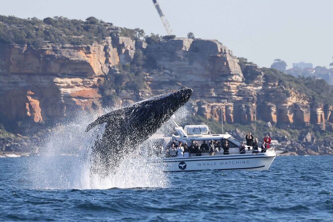 Whale Watching Boat Trip in Sydney - Past Sydney Heads: where humpback migration becomes the main event