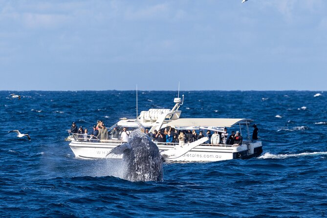 Whale Watching Boat Trip in Sydney - The onboard game plan: spotting whales from a small boat