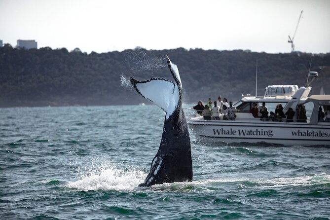 Whale Watching Boat Trip in Sydney - Crews, commentary, and respect for the animals