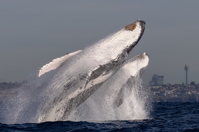 Whale Watching Boat Trip in Sydney - What you really pay for: value beyond the ticket price