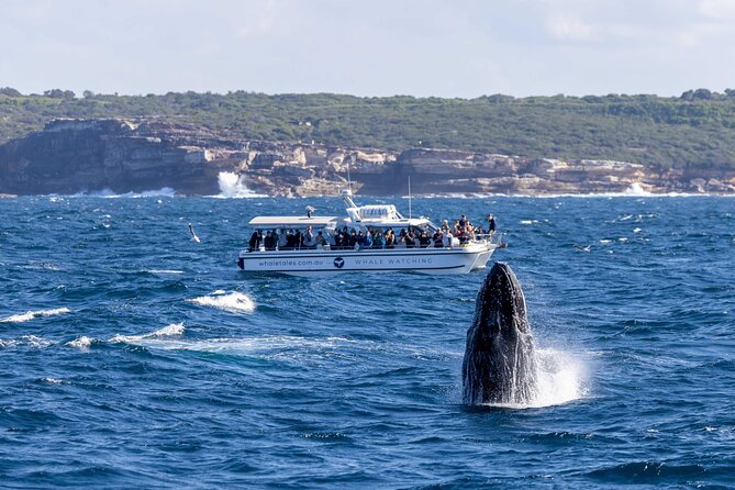 Whale Watching Boat Trip in Sydney - Itinerary flow: what each segment feels like in real time