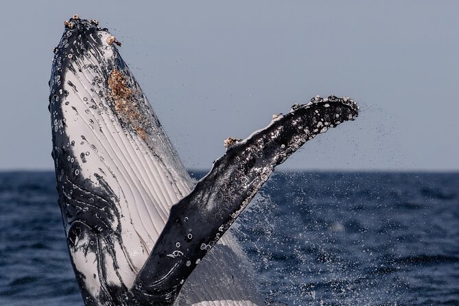 Whale Watching Boat Trip in Sydney - Who this whale cruise suits (and who should think twice)