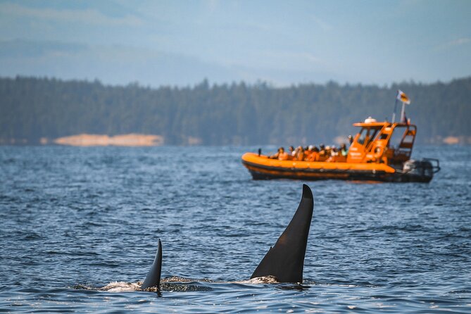 Whale Watching Nanaimo Open Boat Tour - Searching for whales in the Gulf Islands without wasting time