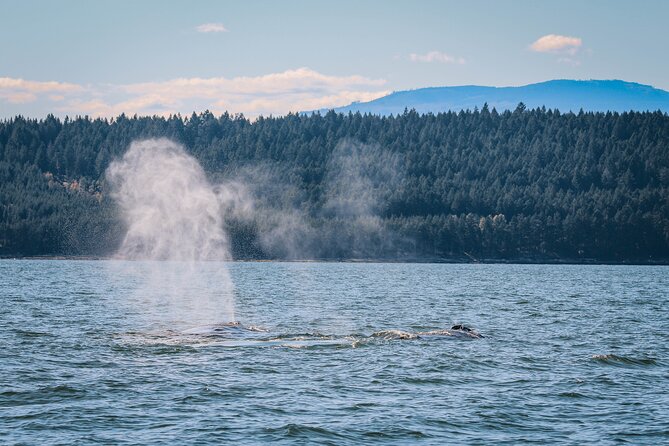 Whale Watching Nanaimo Open Boat Tour - The guides and captains: what makes the experience feel personal