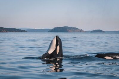 Whale Watching Nanaimo Open Boat Tour - Staying warm and dry in an open boat (and why it still might get wet)