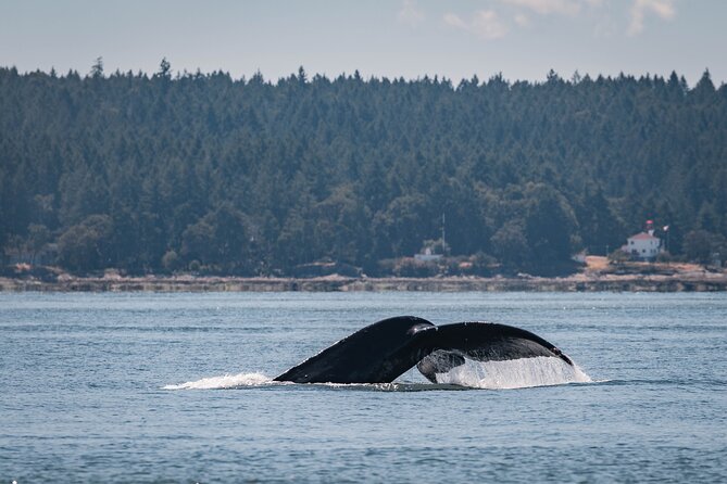 Whale Watching Nanaimo Open Boat Tour - Marine wildlife beyond whales: what else you might spot