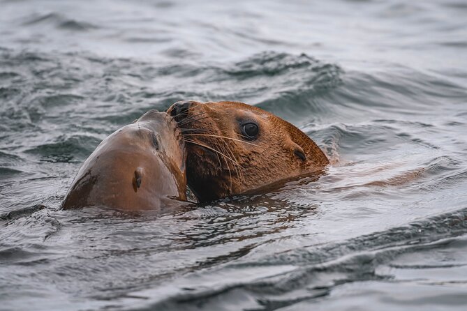 Whale Watching Nanaimo Open Boat Tour - Price and value: is $187.75 per person fair?