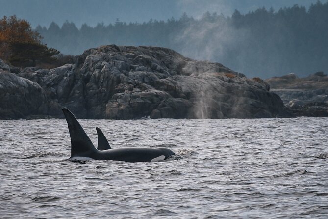Whale Watching Nanaimo Open Boat Tour - Who this whale watching tour suits best (and who should skip it)