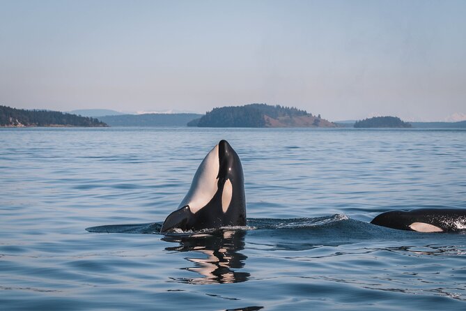 Whale Watching Nanaimo Open Boat Tour - Staying warm and dry in an open boat (and why it still might get wet)