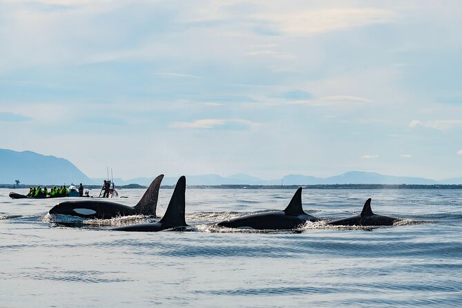 Whale Watching RIB Boat Tour in Skjervoy from Tromso - Key Points You Should Know Before You Go
