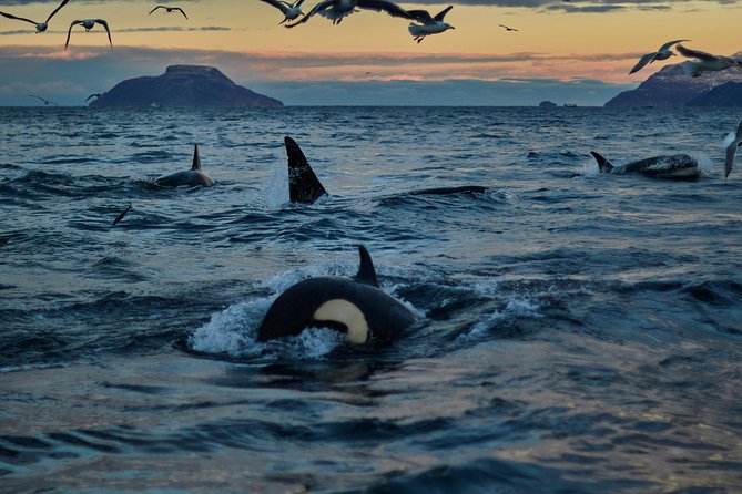 Whale Watching RIB Boat Tour in Skjervoy from Tromso - The 5:30am Pickup: Early Start, Better Chances