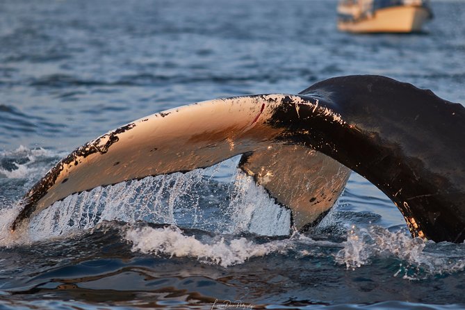 Whale Watching RIB Boat Tour in Skjervoy from Tromso - Close Encounters Feel Real: How the Crew Keeps the Focus on Whales