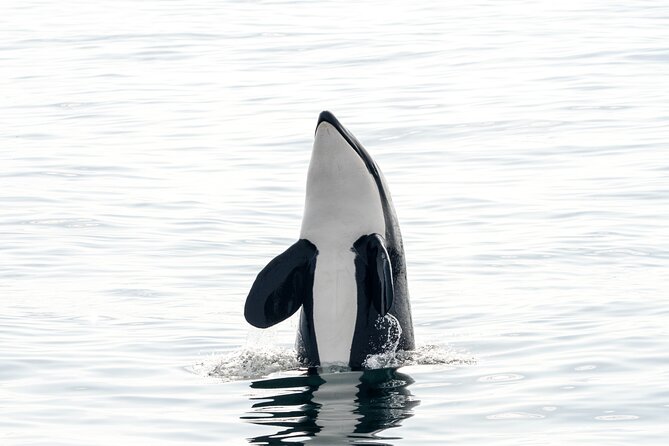 Whale Watching RIB Boat Tour in Skjervoy from Tromso - The Boxed Lunch: Simple Food, Good Timing