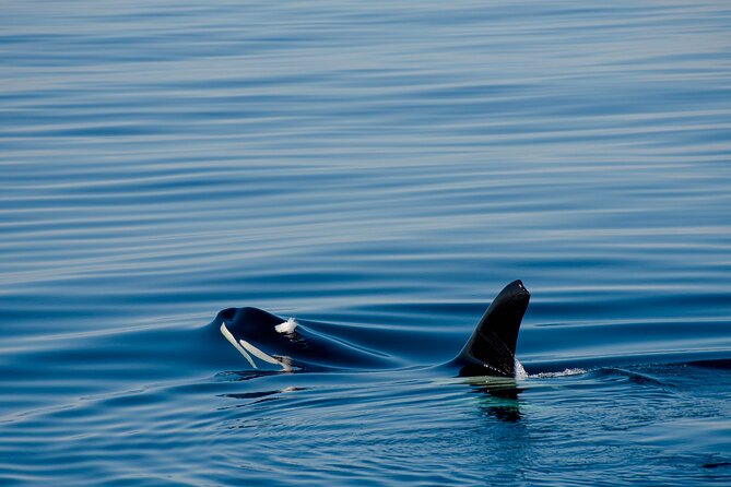 Whale Watching RIB Boat Tour in Skjervoy from Tromso - Group Size and Flow: Calm, Then Fast Transitions