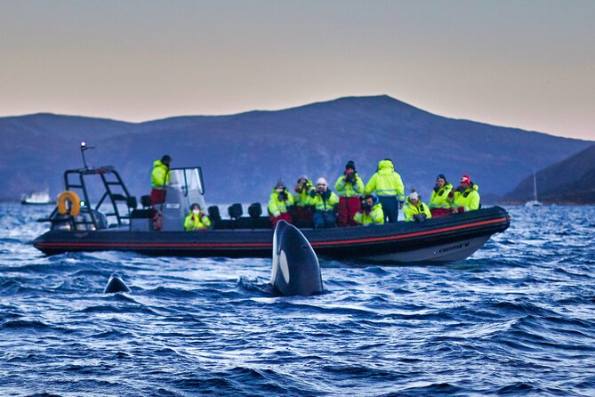 Whale Watching RIB Boat Tour in Skjervoy from Tromso - The Drive to Skjervøy: Long Hours, Build Your Comfort
