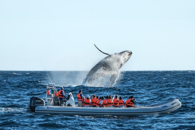 Whale Watching, The Famous Arch and Fast Boat Tour in Los Cabos - Key highlights worth planning around