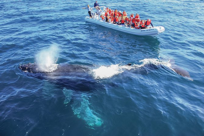 Whale Watching, The Famous Arch and Fast Boat Tour in Los Cabos - Why this Los Cabos whale watching feels like real wildlife, not a sideshow