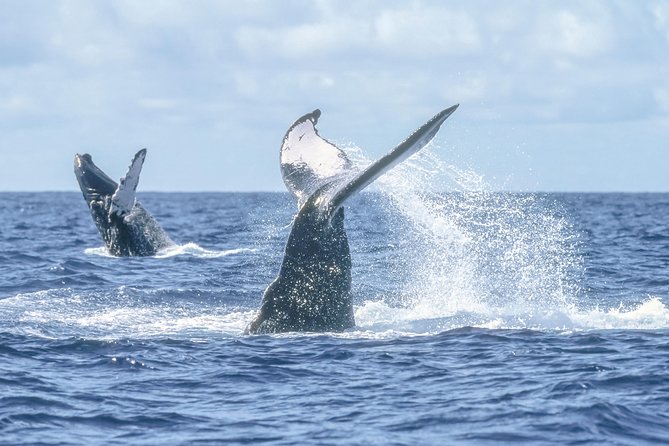 Whale Watching, The Famous Arch and Fast Boat Tour in Los Cabos - Sea of Cortes searching: humpbacks, dolphins, and realistic expectations