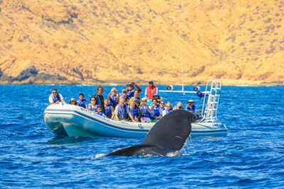 Whale Watching, The Famous Arch and Fast Boat Tour in Los Cabos - Listening to whale songs with hydrophones (the coolest part you can’t fake)