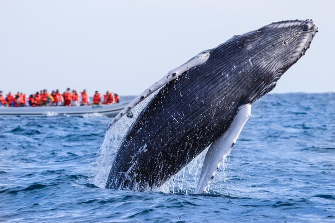 Whale Watching, The Famous Arch and Fast Boat Tour in Los Cabos - The Famous Arch ride-by: short, scenic, and easy to miss if you blink