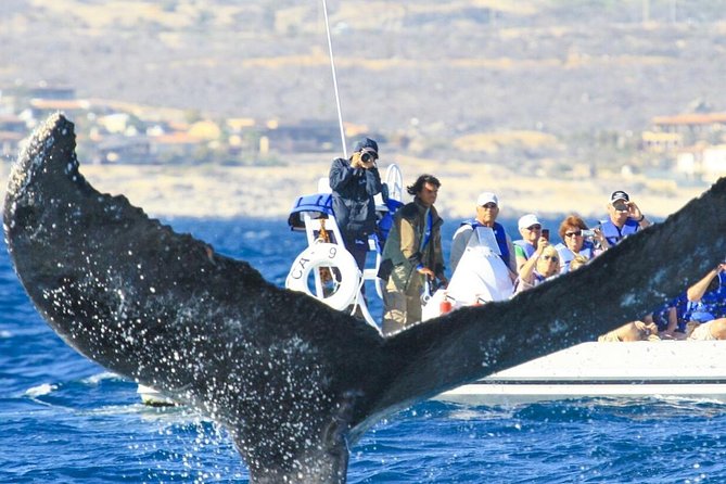 Whale Watching, The Famous Arch and Fast Boat Tour in Los Cabos - Price and the small extras that affect value