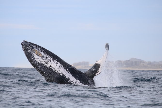Whale Watching, The Famous Arch and Fast Boat Tour in Los Cabos - Getting there smoothly: pickup timing and how to not lose the morning