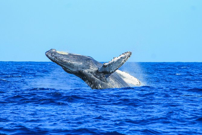Whale Watching, The Famous Arch and Fast Boat Tour in Los Cabos - Who should book this whale tour (and who should choose something else)