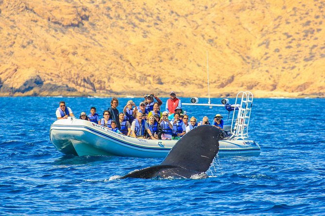 Whale Watching, The Famous Arch and Fast Boat Tour in Los Cabos - Listening to whale songs with hydrophones (the coolest part you can’t fake)