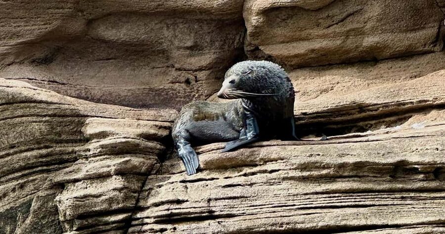 Whitianga: Cathedral Cove Thrilling Boat Tour and Snorkeling - Marine Reserve Vibes and Wildlife Etiquette