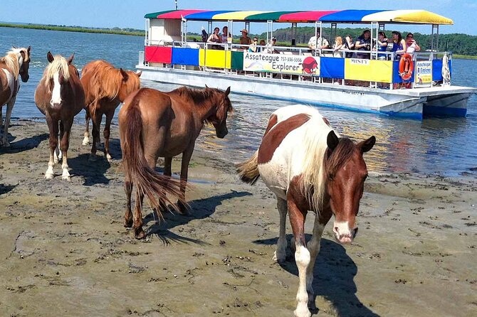 Wild Pony Watching Boat Tour from Chincoteague to Assateague - Quick hits before you go
