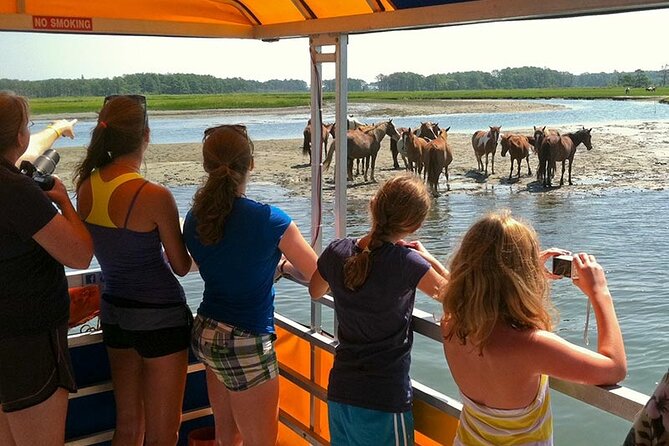 Wild Pony Watching Boat Tour from Chincoteague to Assateague - The Wildlife Mix: Dolphins, Eagles, and Shorebirds