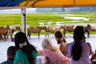 Wild Pony Watching Boat Tour from Chincoteague to Assateague - Two Zones on the Water: Assateague Shoreline plus the Refuge