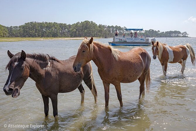 Wild Pony Watching Boat Tour from Chincoteague to Assateague - Weather and Timing: When the Trip Changes