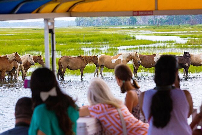 Wild Pony Watching Boat Tour from Chincoteague to Assateague - Two Zones on the Water: Assateague Shoreline plus the Refuge