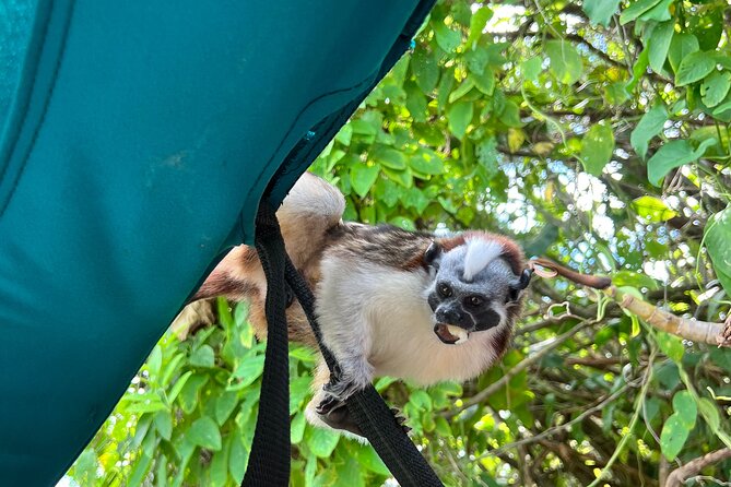 Wildlife Boat Tour in the Panama Canal Lake - Gatun Lake: where the Panama Canal meets real wildlife