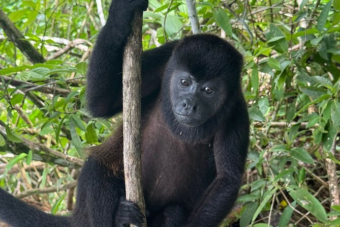 Wildlife Boat Tour in the Panama Canal Lake - Can you actually feed or interact with monkeys?
