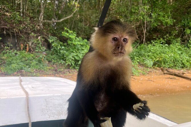 Wildlife Boat Tour in the Panama Canal Lake - Weather reality: when rain hits, the plan may change