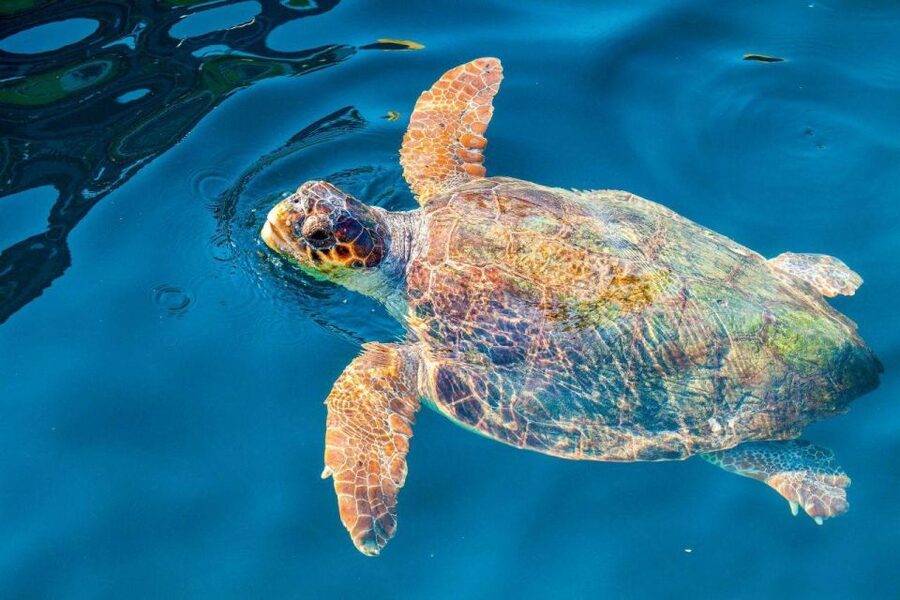 Zakynthos: Turtle Island & Keri Caves Glass-Bottom Boat Tour - Turtle Island and Keri Caves: why this Zakynthos combo works