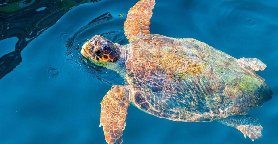 Zakynthos: Turtle Island & Keri Caves Glass-Bottom Boat Tour - Marathonisi (Turtle Island): swim time, turtle time, and how to actually see them